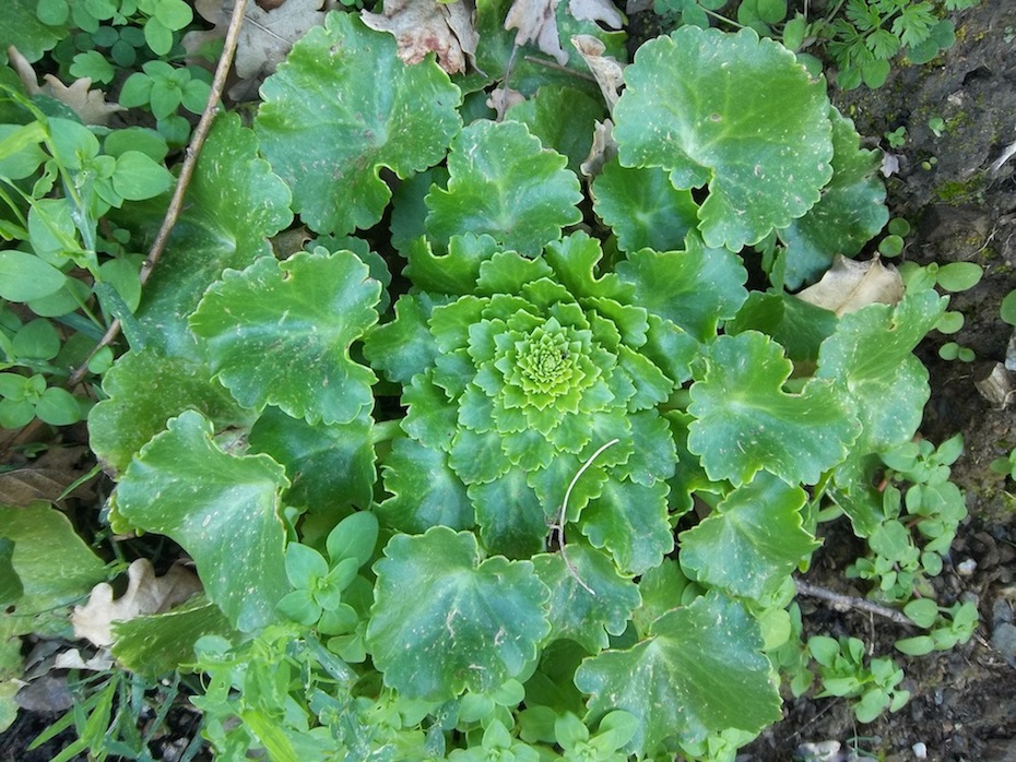 Pianta da determinare - Umbilicus sp.